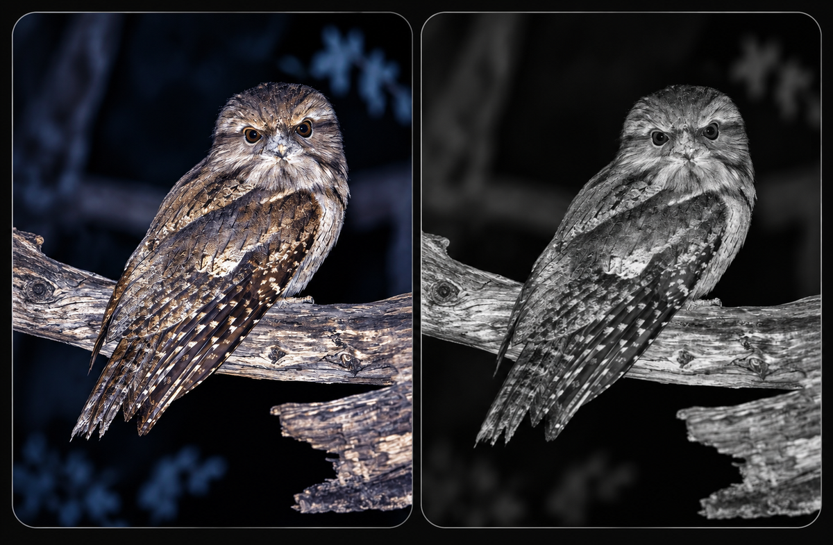 How to Choose Night Vision Binoculars: A Complete Beginner’s Buying Guide